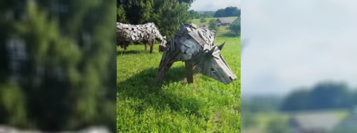 «Ночью с лосями перепутать можно» — Белоруска показала необычные скульптуры коров под Брасловом — Видео