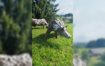 «Ночью с лосями перепутать можно» — Белоруска показала необычные скульптуры коров под Брасловом — Видео