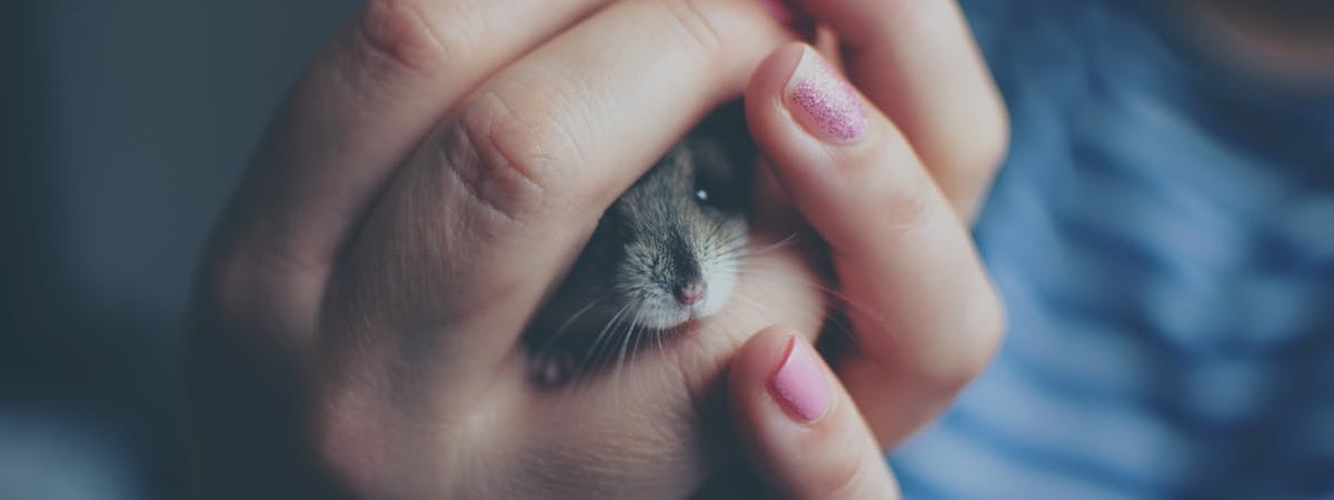 Hamster Kombat потерял почти 260 млн игроков после листинга