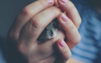 Hamster Kombat потерял почти 260 млн игроков после листинга