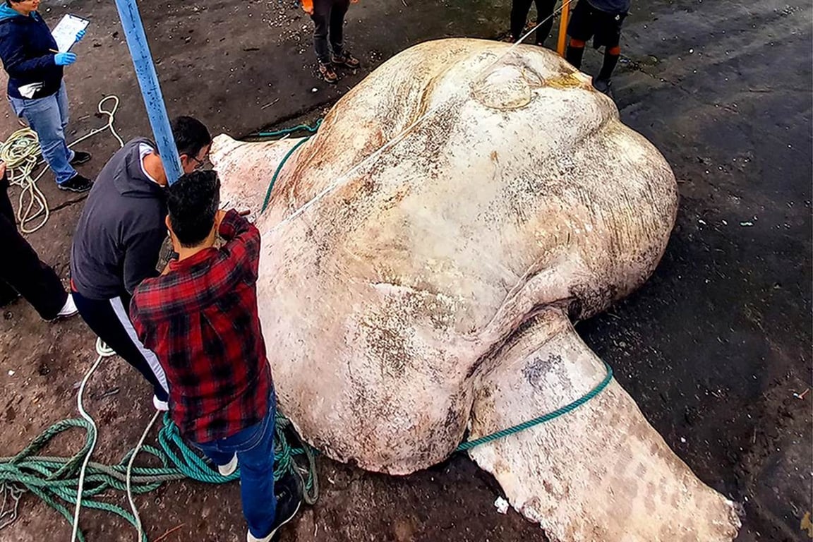 Самую большую рыбу-луну исследовали ученые — посмотрите, как она выглядит