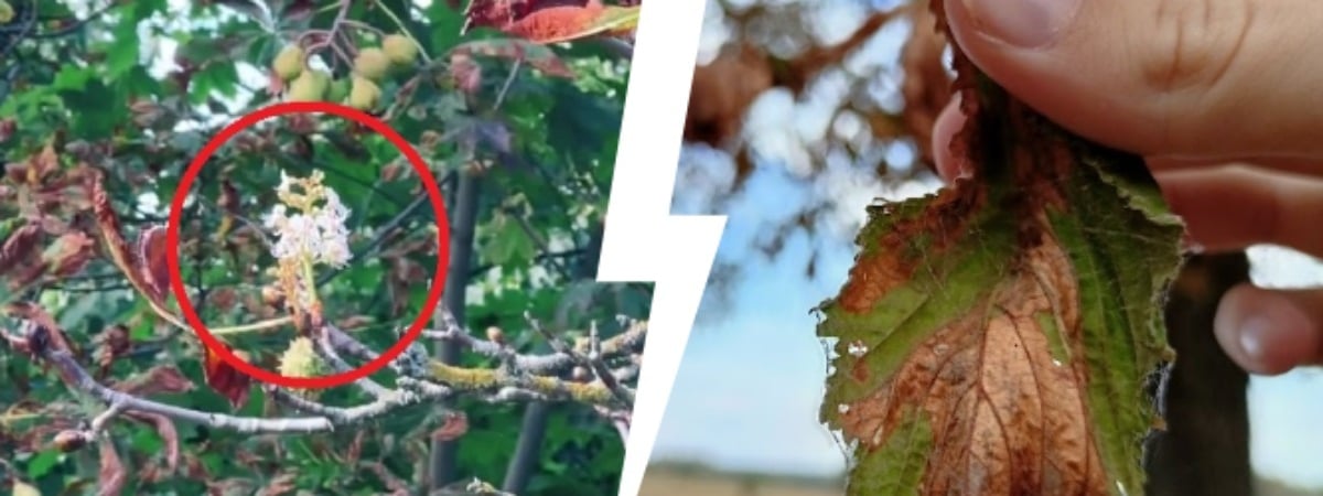 «Безнадежно больны» — Минчане удивились, почему в сентябре зацвели каштаны. Причина оказалась невесёлой — Видео