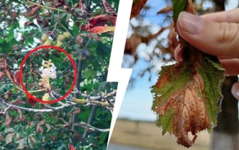 «Безнадежно больны» — Минчане удивились, почему в сентябре зацвели каштаны. Причина оказалась невесёлой — Видео