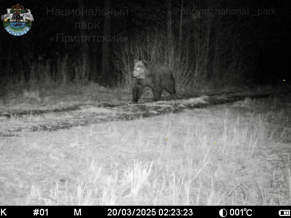 В Беларуси бурый медведь попал в фотоловушку