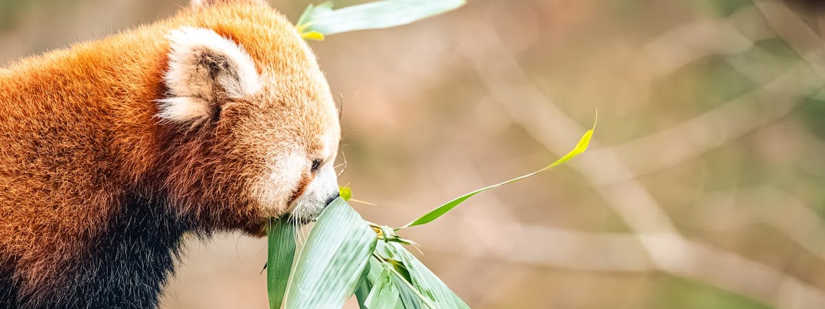 Власти Китая собираются влить не менее $55 млрд в три крупных банка