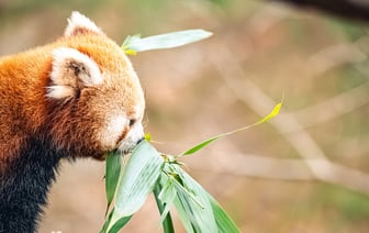 Власти Китая собираются влить не менее $55 млрд в три крупных банка