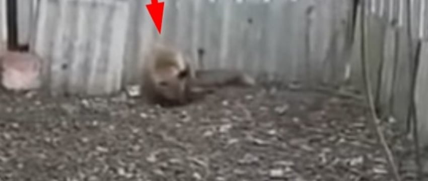 Белорус несколько дней пытался выяснить, кто утаскивает кур с его участка. Виновник был пойман
