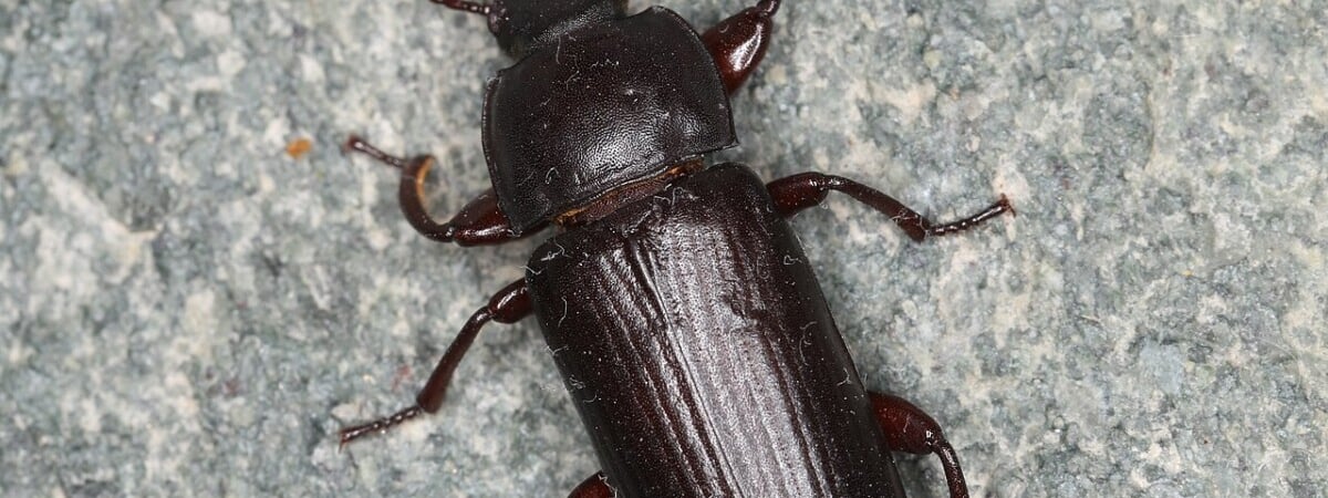 В ЕС разрешили добавлять в продукты питания мучных червей. Что искать в составе?