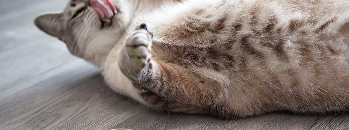 Можно ли давать кошкам валерьянку? Нашли 7 лучших альтернатив — Полезно