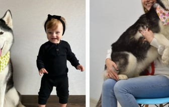 «Зарядил ружье первым попавшимся патроном». Чем закончилась история с застреленной хаски