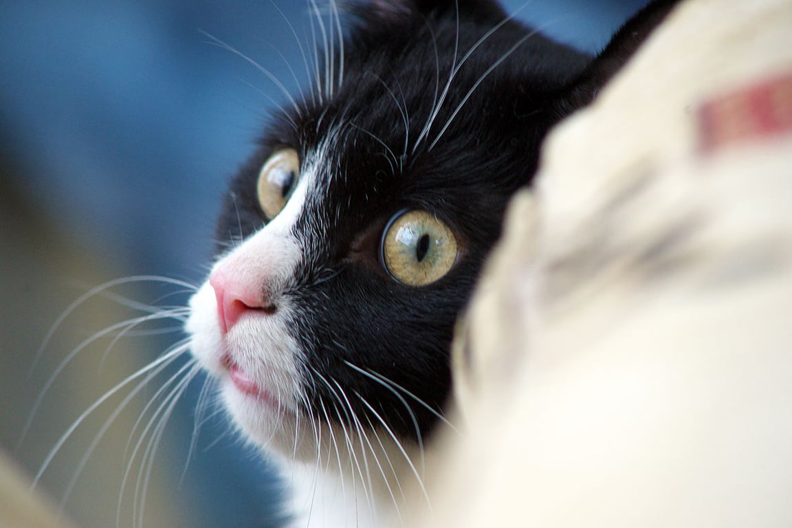 Удивленный кот. Фото Сергея Серебро