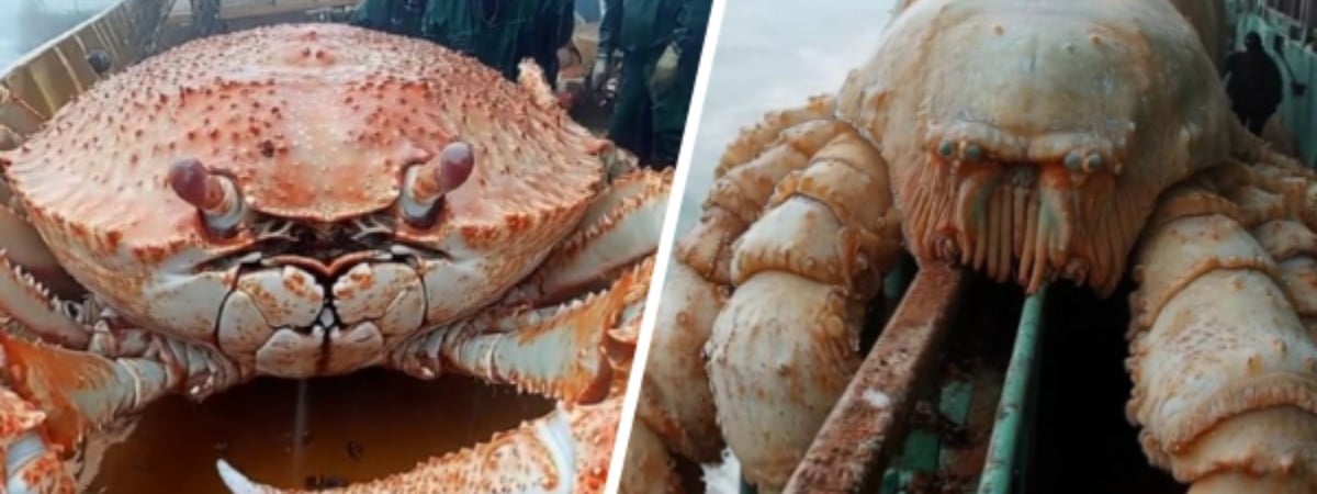 «Люди не впадают в истерику?» — Видео с гигантскими крабами взбудоражили пользователей TikTok — Видео
