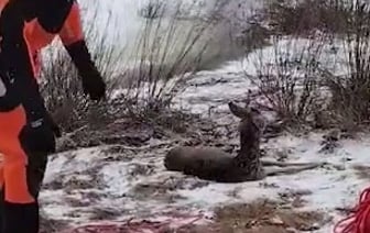 Под Гомелем спасли косулю, провалившуюся под лед