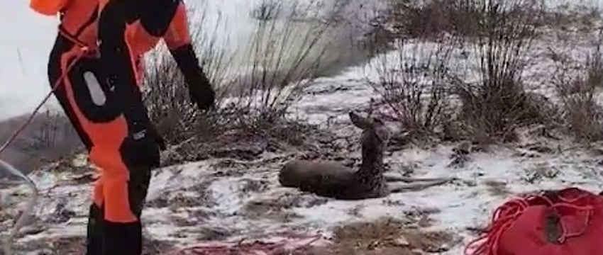 Под Гомелем спасли косулю, провалившуюся под лед