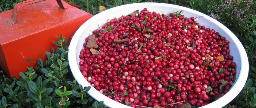 Посещение лесов ограничено во всех районах Витебской области кроме Городокского. Можно ли собирать ягоды и грибы?