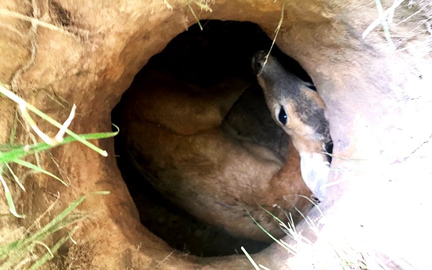 В Барановичском районе спасатели помогли косуле, упавшей в яму