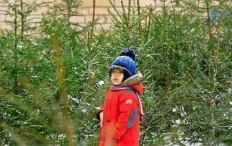 Елочные базары в Витебске откроются через две недели. Цены на новогодние деревья выросли