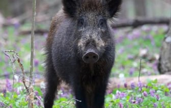 Необычное ДТП: Кабан ударился в Audi и убежал в лес