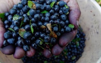 Налоговая напомнила, как продавать ягоды и грибы, чтобы не было проблем