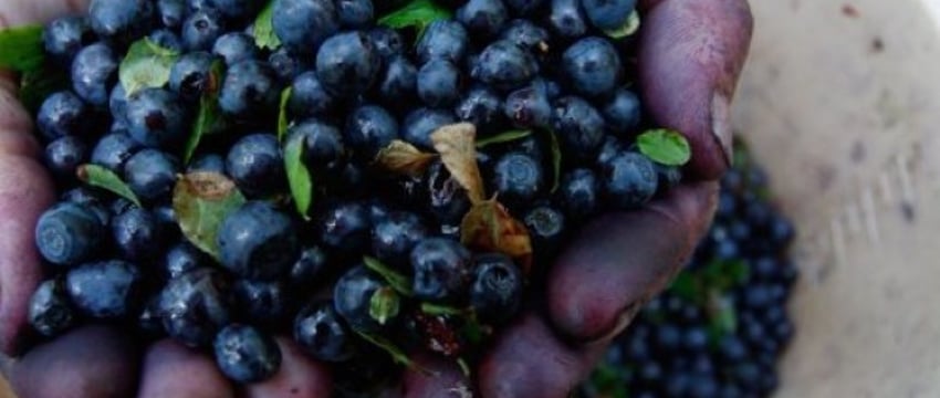 Налоговая напомнила, как продавать ягоды и грибы, чтобы не было проблем