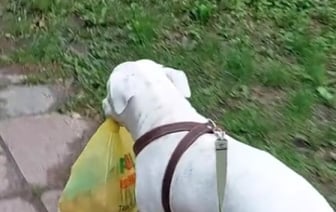 Посмотрите, как в Гомеле собака носит сумки из магазина домой