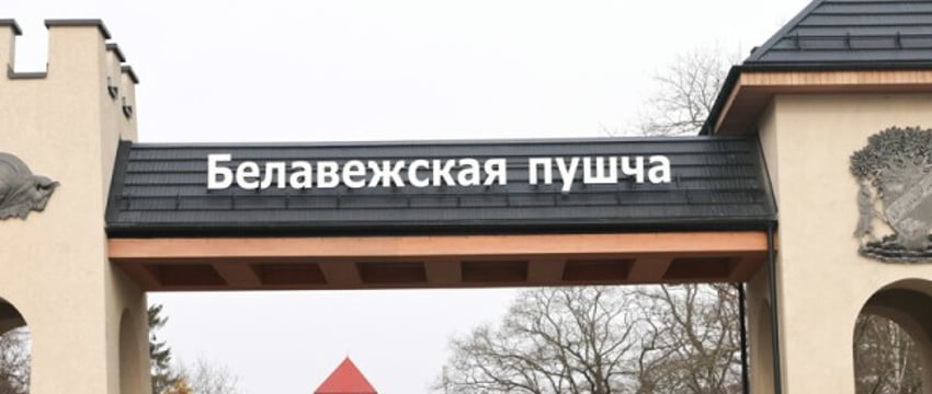 Беловежскую пущу можно посетить бесплатно, но есть условие