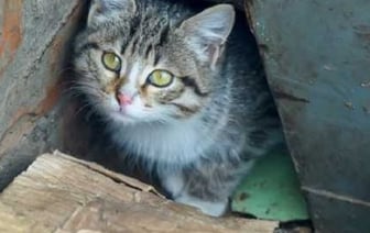 В Беларуси парень избил женщину и убил ее кошку. Какое наказание его ждет