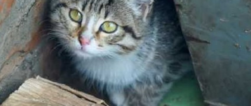 В Беларуси парень избил женщину и убил ее кошку. Какое наказание его ждет