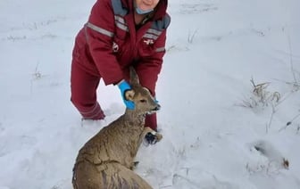 В Столинском районе работники скорой помощи спасли косулю