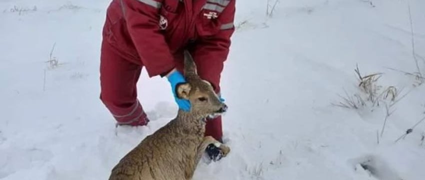 В Столинском районе работники скорой помощи спасли косулю