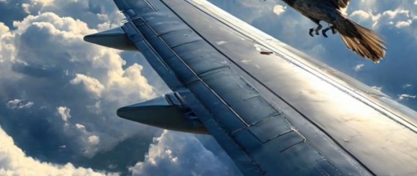 Птица попала в двигатель самолета «Белавиа» рейса Москва – Брест