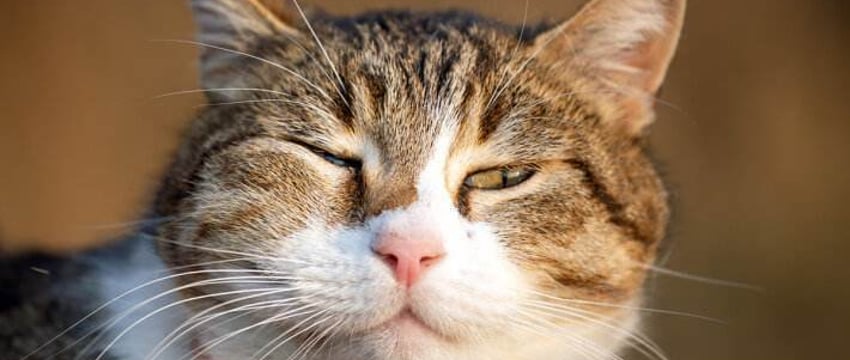 В Витебске кот спас хозяйку от укуса гадюки, но пострадал сам
