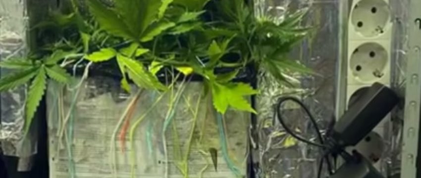 Белорус выращивал коноплю прямо в офисе — милиция рассказала подробности