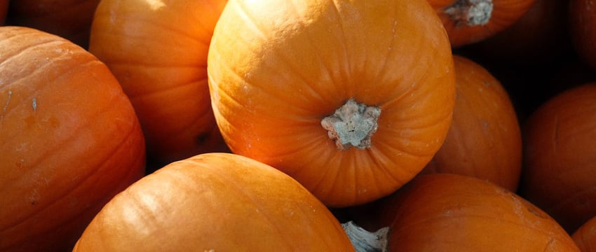 Мололи муку, играли в бильярд из картошки. Фотомоменты с областных «Дожинок» в Полоцке