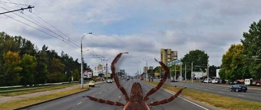 В этом году в Брестской области более 3600 человек обратились к врачам после укусов клещей