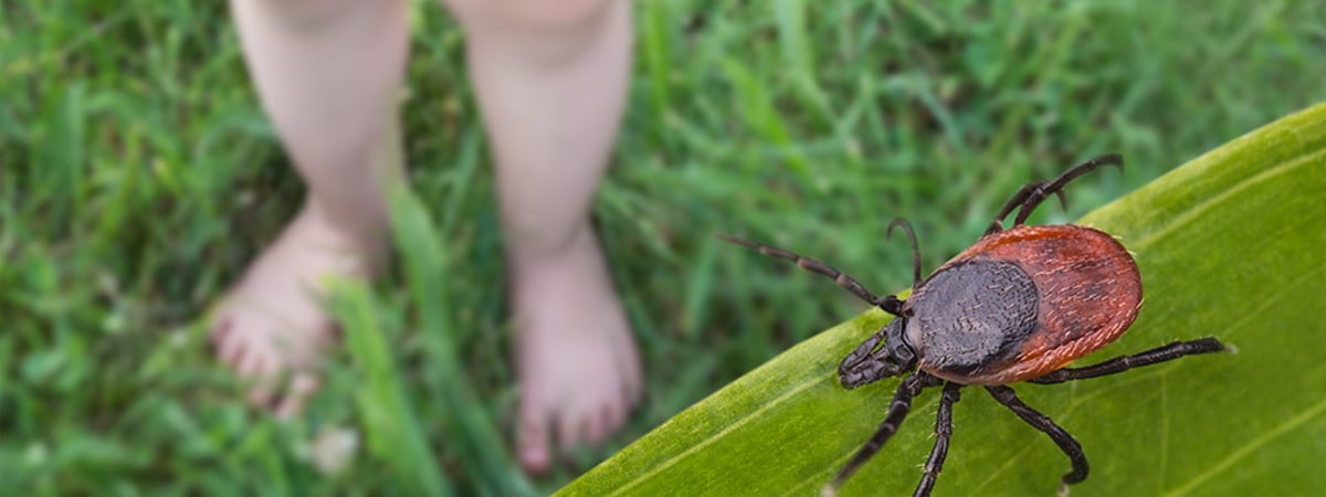 Кому из белорусов нужно обязательно сделать прививку от энцефалита? Узнали сколько стоит — Полезно