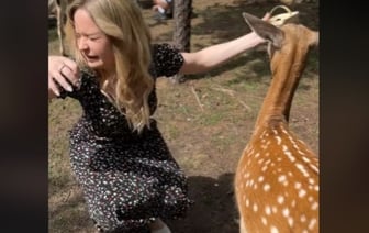 «Я хотела обняться, а она»… TikTok взорвало видео из парка животных в Барановичах, где косуля плюнула в лицо девушке