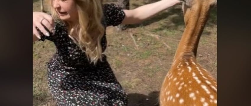 «Я хотела обняться, а она»… TikTok взорвало видео из парка животных в Барановичах, где косуля плюнула в лицо девушке