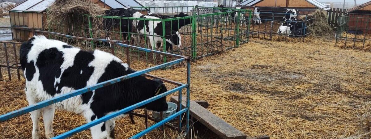 Директор агропредприятия «повесил» на бригадира 8600 рублей за падёж трёх коров, но платить придётся самому. Почему так?