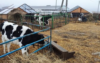 Директор агропредприятия «повесил» на бригадира 8600 рублей за падёж трёх коров, но платить придётся самому. Почему так?