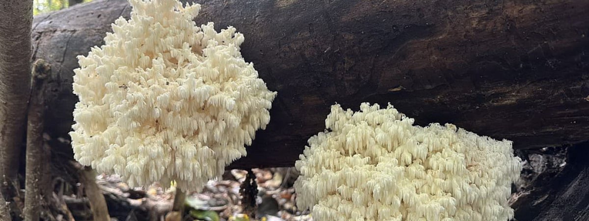 За мицелий — 50 рублей. В Нацпарке «Припятский» нашли гриб-коралл. Можно ли есть? — Фото