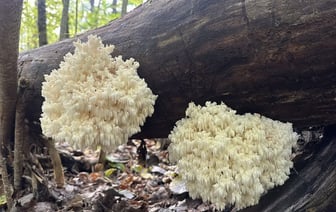 За мицелий — 50 рублей. В Нацпарке «Припятский» нашли гриб-коралл. Можно ли есть? — Фото