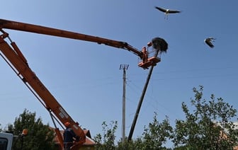 Энергетики Брестской области после бури установили специальные конструкции для лишившихся гнезд аистов