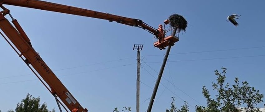 Энергетики Брестской области после бури установили специальные конструкции для лишившихся гнезд аистов
