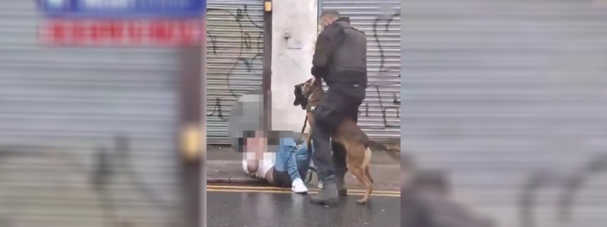 В Великобритании полицейская собака стащила штаны с предполагаемого преступника во время задержания. Есть видео — Видео
