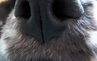 «Застрелил собаку из ружья». Жуткая история из Беларуси