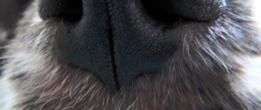 «Застрелил собаку из ружья». Жуткая история из Беларуси