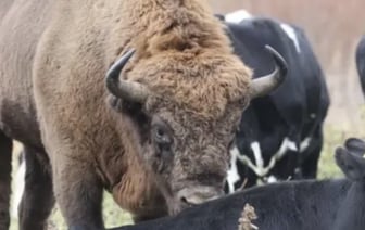 В стаде коров заметили зубра. Стало известно, что с ним будет