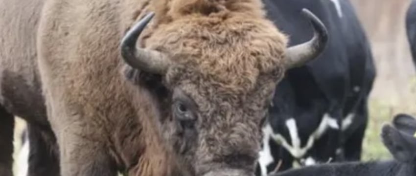 В стаде коров заметили зубра. Стало известно, что с ним будет