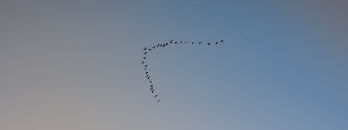 Чиновники Беларуси координируют нелегальную миграцию - мнение